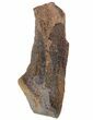 Edmontosaurus (Duck-Billed Dinosaur) Tooth - South Dakota #81666-1
